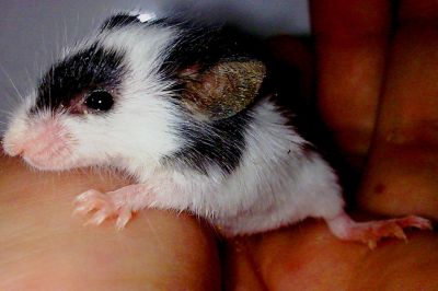 Vendo Hamsters Sírio Angorá, Ratos Twister (brancos de laboratórios) E Topolinos