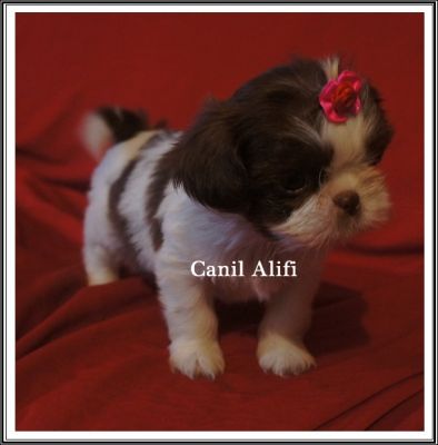 lindos filhotes de shi tzu