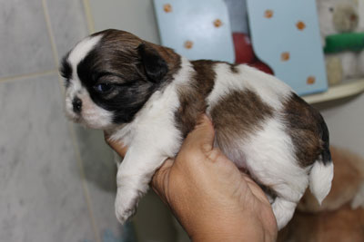 Canil puppy- vd filhotes shih tzu