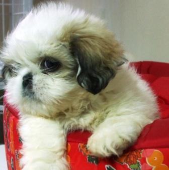 Pet Shop, venda, shih tzu, Porto Alegre,