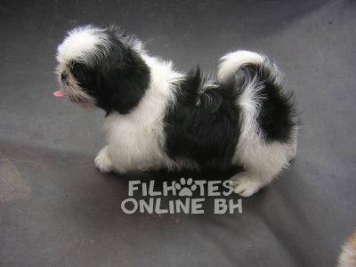 Shih Tzu - Canil Filhotes On Line BH 