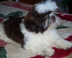 ENCANTADORA DE HOMENS E MULHERES shih tzu FILHOTES DE realojamento.
