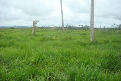 Fazenda de 300 HECTARES NO PARÁ