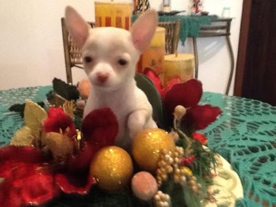 lindos filhotes de shitzu,lhasa-apso,chiuhaua,poodle,yorshire