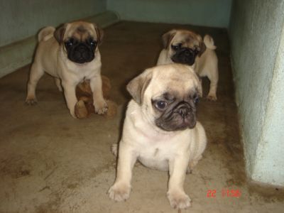 Filhotes de Pug
