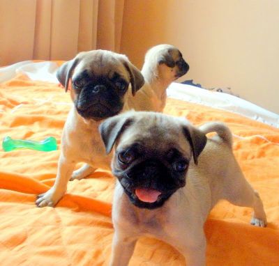 Vendo lindos filhotes de pug abricot