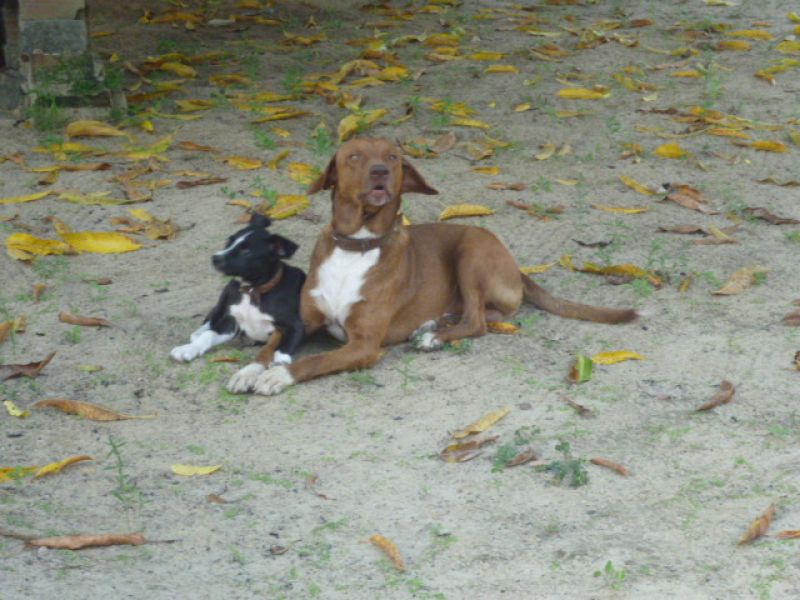 Plot Eldorado in Brazil. BR 101 North km 50. Goiana/PE