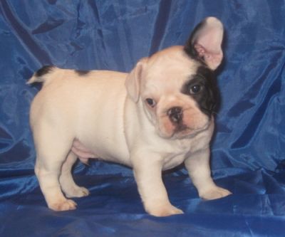 bonito francês cachorrinho bull para adoção