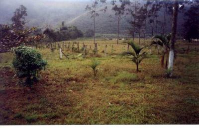 Fazenda 40 alq. Juquiá - SP
