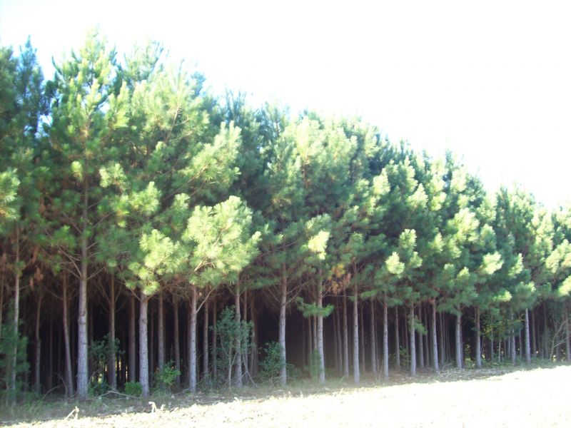 Créditos de Reposição Florestal