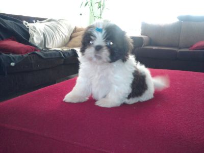 SHIH TZU FÊMEAS CHOCOLATE