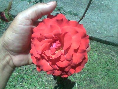 PAISAGISMO e JARDINAGEM (11)2303-5217/ 7303-3441 /6557-9589/8621-3420