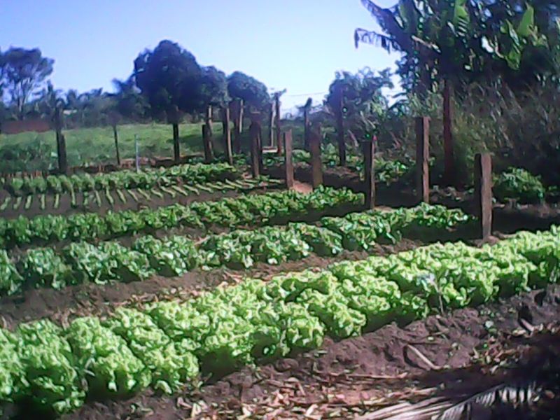 Ibativel 2 chácaras de 1000m-2 cada pelo preço de 01 
