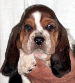 Basset Hound