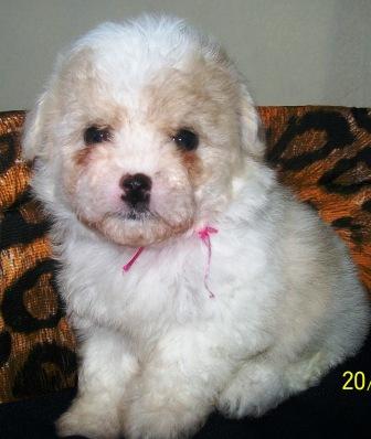 Filhote, Maltes, Porto Alegre, Pet Shop,