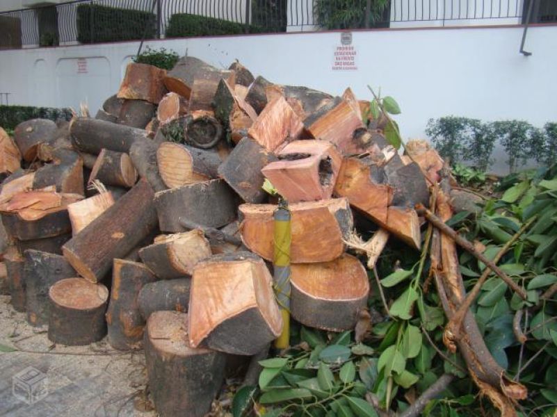 Limpeza de terreno corte e poda de arvores 