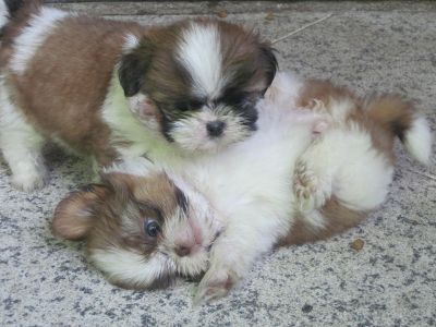 Filhotes de Shih Tzu com pedigree - Shabab Kennel