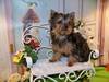 Tea Cup Yorkie (Yorkshire Terrier) Puppies 9 semanas