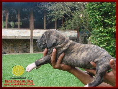 Fila Brasileiro - Filhotes constantemente disponíveis