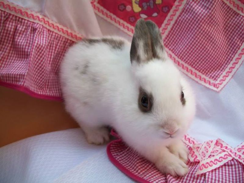 Mini Coelhos F& J...