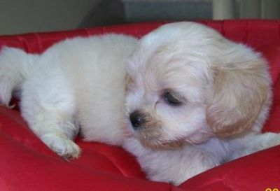Filhote, Lhasa Apso, Porto Alegre,