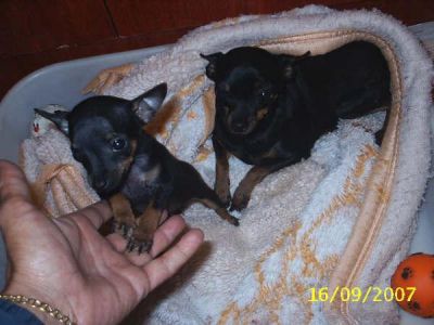 filhotes de pinscher ZERO