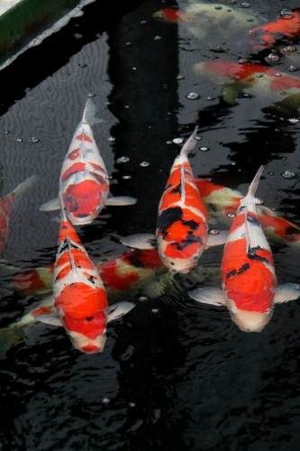 Carpas de raça nishikigoi