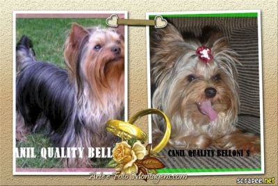 Filhotes de yorkshire