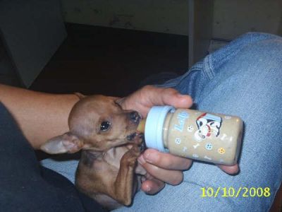 filhotes de pinscher ZERO