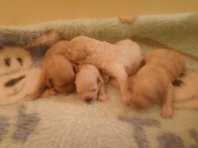 POODLE MICRO E TOY MACHOS E FEMEAS