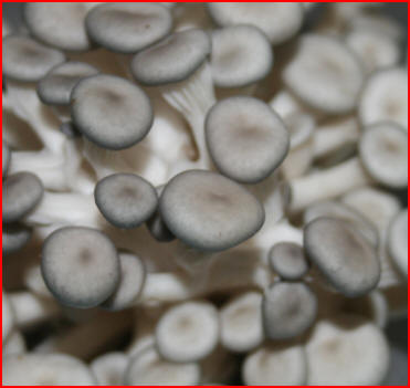 COGUMELOS SHIMEJI, SHITAKE, PARIS E OUTROS