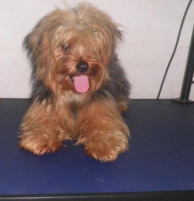 Yorkshire Fêmea Adulta