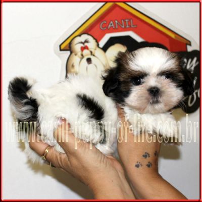 Canil puppy- vd filhotes shih tzu-Guarulhos-SP