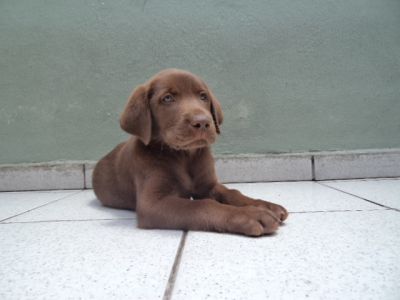 FILHOTES DE LABRADOR R$ 500.00