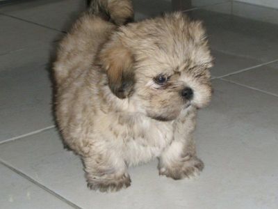 Filhotes de Lhasa Apso (Macho e Fêmea)