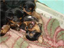 Seu Melhor Amigo em até 12x.Diversas raças.Consulte-nos.