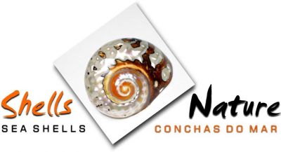 CONCHAS DO MAR , ESTRELAS , ARTESANATOS , BIJUTERIAS , ETC...