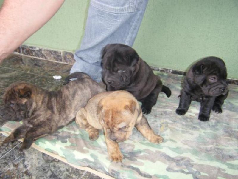 SharPei Filhotes com 41 dias