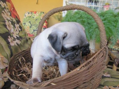 vendas de filhotes de pug