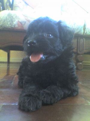 HOTEL E CENTRO DE ESTÉTICA CANINA - DOGS CLUBE SHOW