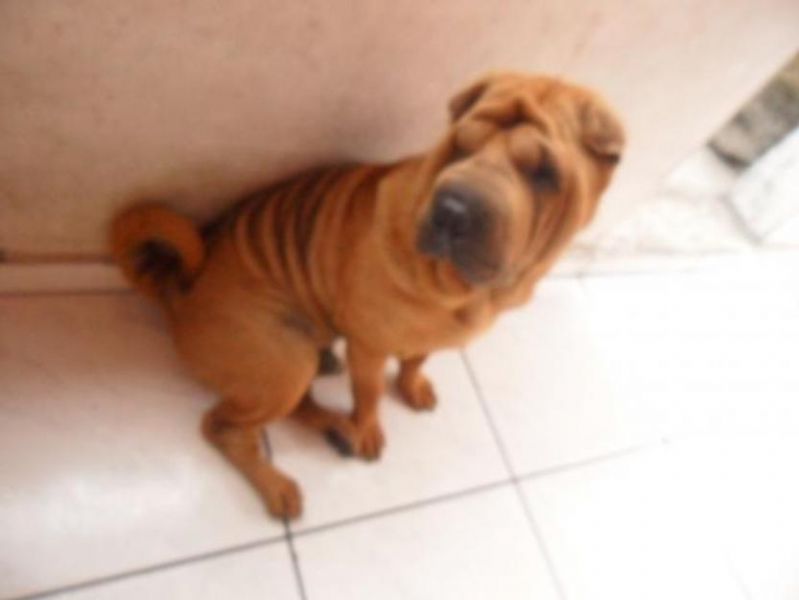 SharPei Filhotes com 41 dias