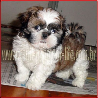 Canil puppy- vd filhotes shih tzu