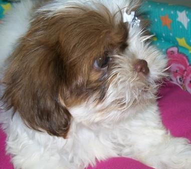 Venda, filhote, Shih tzu, Porto Alegre,