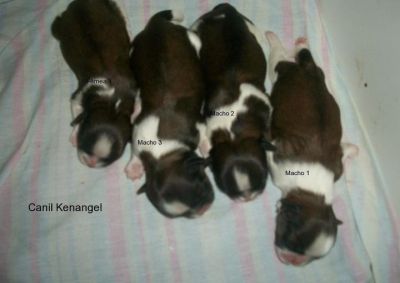 Shih-tzus pra reservas  3 machos e 1 Femea 
