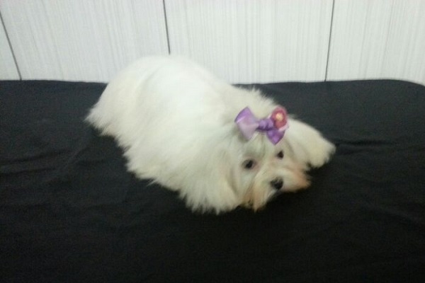 Filhote Fêmea de Maltês Micro