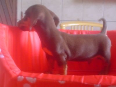 Lindo filhote dasch/teckel mini chocolate