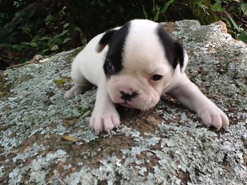 Lindos filhotes de shihztu e bulldog frances e spitz alemao