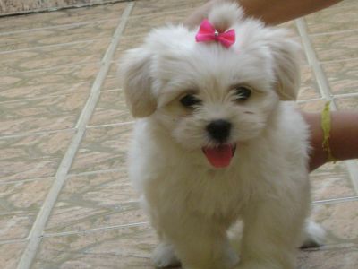 Vendem-se Lindos Filhotes De Lhasa Apso!!!