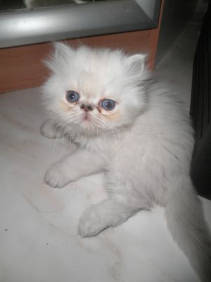Filhotes de Persa Diaponíveis