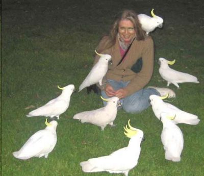 mão levantada papagaios cinzentos, araras, cacatuas, Amazonas e ovos férteis para venda